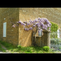 Glycine (Jarnioux - 69)